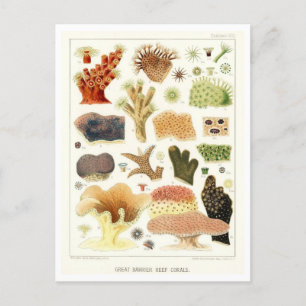 Carte postale ancienne des coraux de la Grande Bar