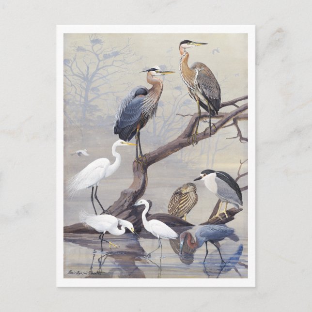 Carte postale ancienne du héron et de l'aigrette (Devant)