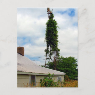 Carte Postale Ancienne ferme