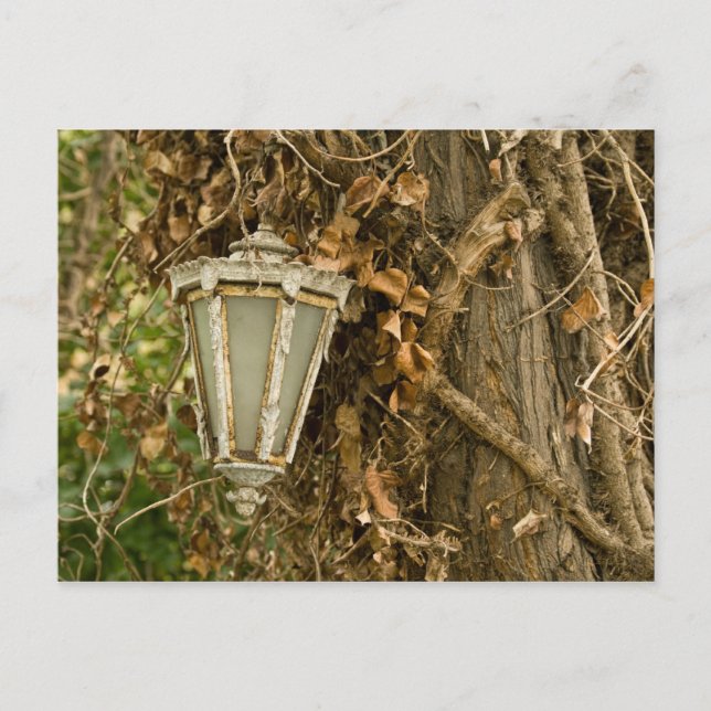 Carte Postale Ancienne Lampe Suspendue Sur L'Arbre (Devant)
