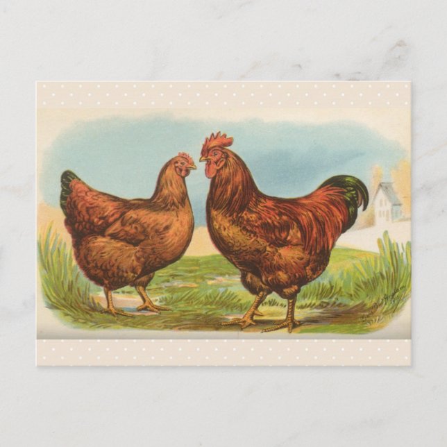 Carte postale ancienne "Poule Rhode Island Red" (Devant)