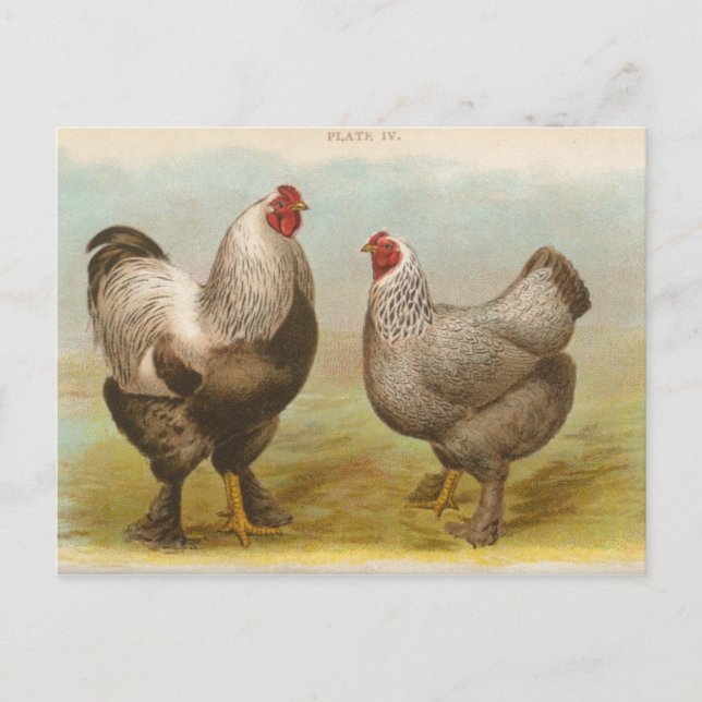 Carte postale ancienne "Poules Brahama foncées" (Devant)
