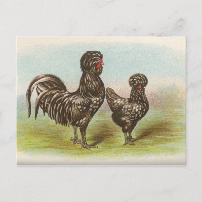 Carte postale ancienne "Poules Houdan" (Devant)