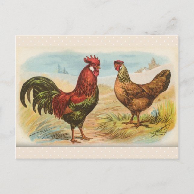 Carte postale ancienne "Poules Leghorn" (Devant)