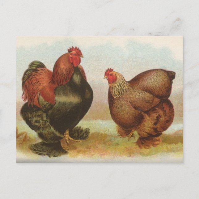 Carte postale ancienne "Poulets Cochin Partridge" (Devant)