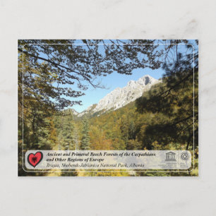 Carte Postale Ancient and Primeval Beech Forests - Rrajca