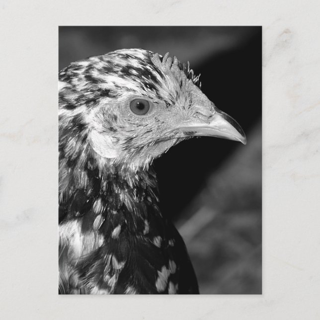 Carte Postale Ancona Hen (Devant)