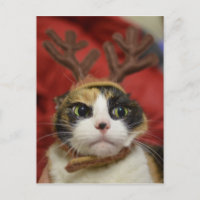 Andouillers de port d'un renne de chat
