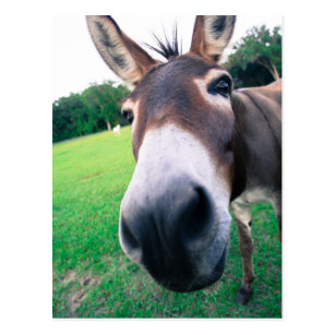 Cartes Postales Ane Drole Originales Zazzle Fr