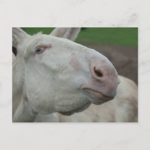 Carte Postale Âne baroque blanc