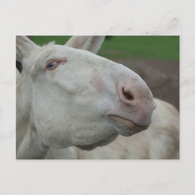 Carte Postale Âne baroque blanc (Devant)