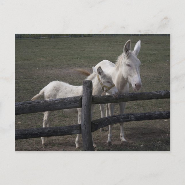 Carte Postale Âne blanc autrichien-hongrois (Devant)