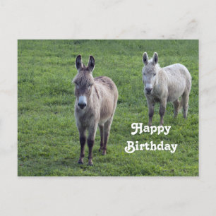 Carte Postale Âne Brun Tan Animal Photo Anniversaire