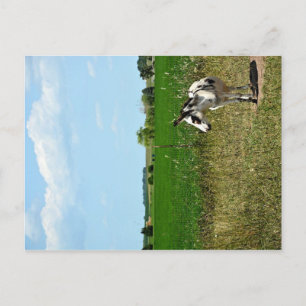 Carte Postale âne dans un champ