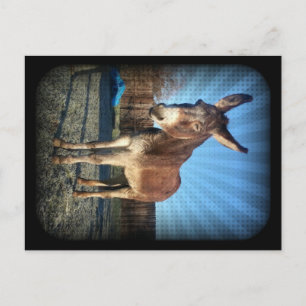 Carte Postale Âne endormi