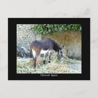 Carte postale âne espagnole