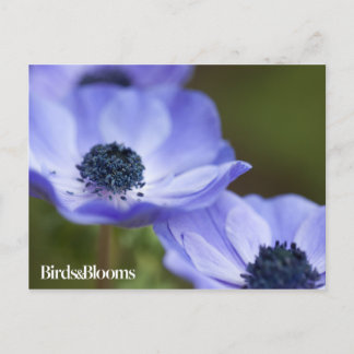Carte Postale Anémon bleu
