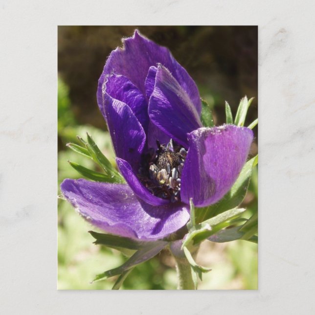 Carte postale Anemone (Devant)