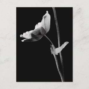 Carte postale Anemone B&W