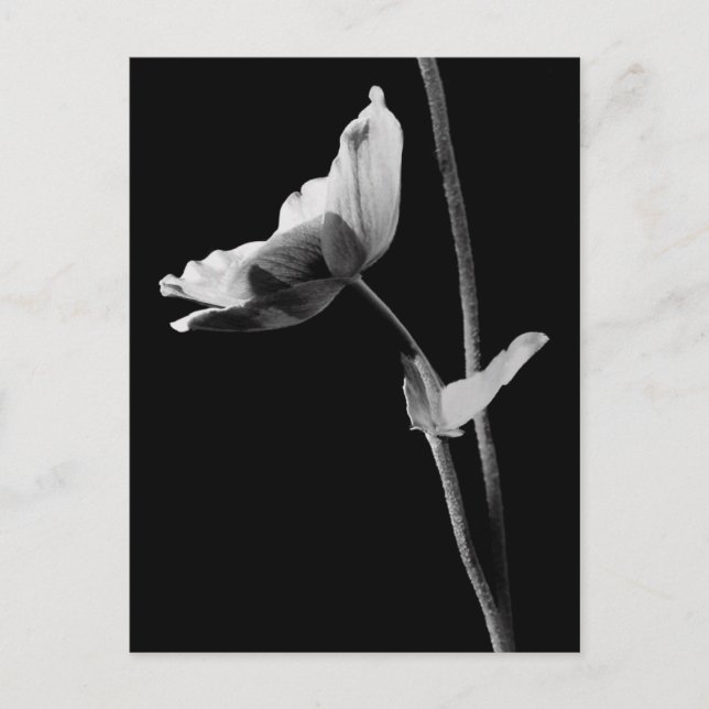 Carte postale Anemone B&W (Devant)