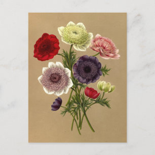 Carte Postale Anemone Coronaria Fl. Pl. (Doubles Anémones)