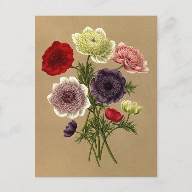 Carte Postale Anemone Coronaria Fl. Pl. (Doubles Anémones) (Devant)