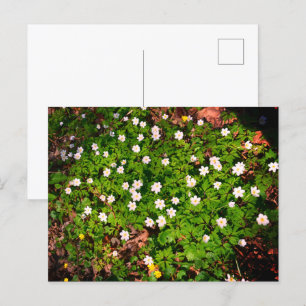 Carte Postale Anémone des bois, jolie fleur blanche de printemps