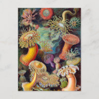 Anémone marine Ernst Haeckel Actiniaea