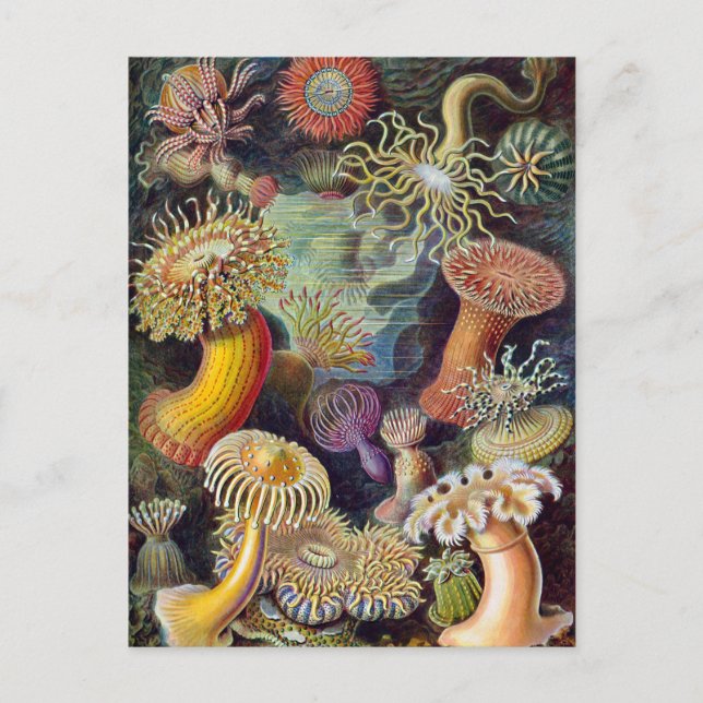 Carte Postale Anémone marine Ernst Haeckel Actiniaea (Devant)