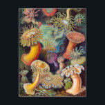 Carte Postale Anémone marine Ernst Haeckel Actiniaea<br><div class="desc">Les anémones de mer sont un groupe d'animaux prédateurs de l'ordre Actiniaria qui vivent dans l'eau. Ils portent le nom de l'anémone, une fleur terrestre. Les anémones de mer sont classés dans le phylum Cnidaria, classe Anthozoa, sous-classe Hexacorallia.[1] Les anthozoïdes ont souvent de grands polypes qui permettent la digestion de...</div>