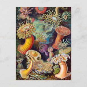 Carte Postale Anémone marine Ernst Haeckel Actiniaea