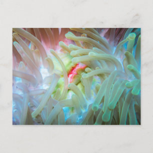 Carte Postale Anémone multicolore