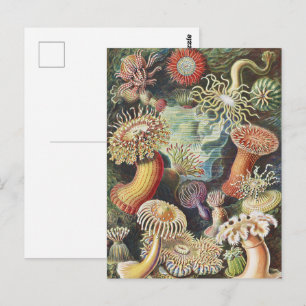 Carte Postale Anémones de mer de Haeckel Collage d'art de vie na