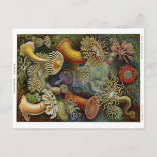 Carte Postale Anémones de mer d'Ernst Haeckel