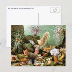 Carte Postale Anémones de mer vintage, Vie marine Animaux de l'o