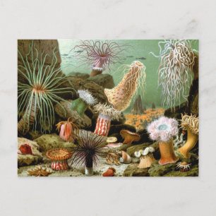 Carte Postale Anémones de mer vintage, Vie marine Animaux de l'o