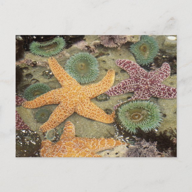 Carte Postale Anémones géantes vertes et étoiles de mer ocre (Devant)