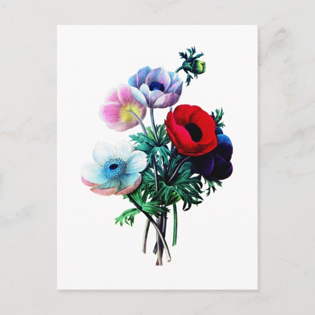 Carte Postale Anémones rouge blanc et bleu par Redoute (Devant)