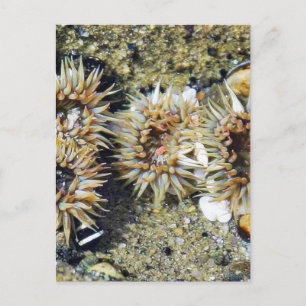 Carte Postale Anenomes Tidepools Sable