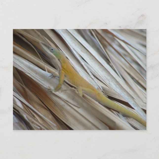 Carte Postale Aneole Lizard (Devant)