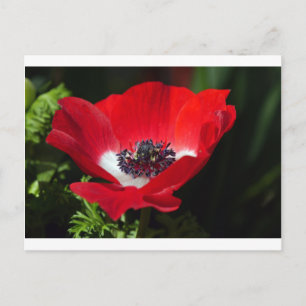 Carte Postale Anéone rouge.JPG