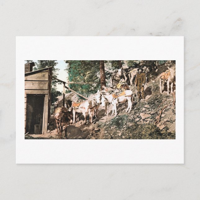 Carte Postale Ânes à la mine d'argent Colorado 1904 (Devant)