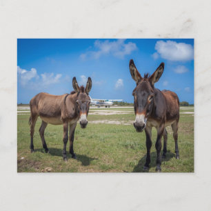 Carte Postale Ânes à l'aéroport
