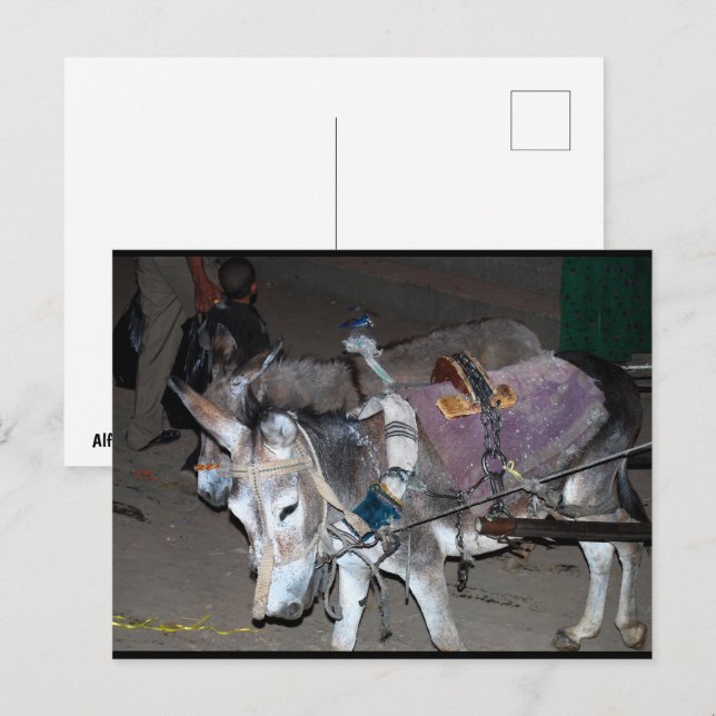 Carte Postale Ânes de Louxor (Devant / Derrière)