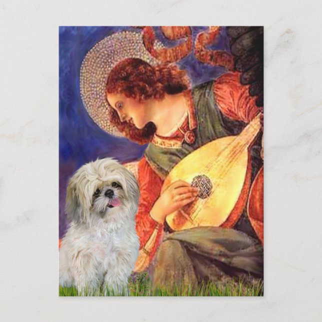 Carte Postale Ange au mandolin - Shih Tzu (P) (Devant)
