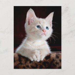 carte postale angel kitten