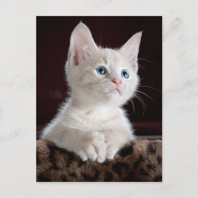 carte postale angel kitten (Devant)