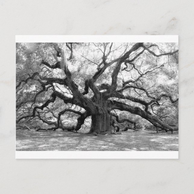 Carte Postale Angel Oak (Devant)