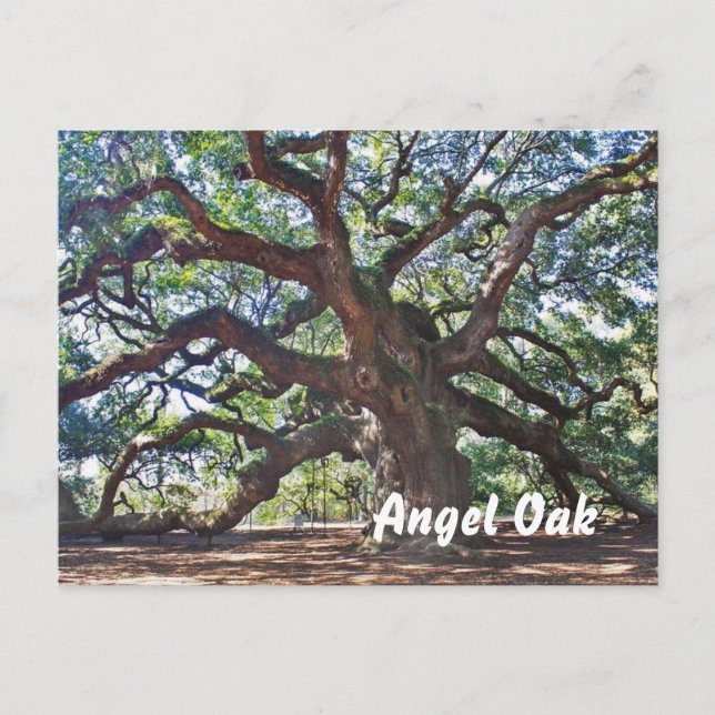Carte Postale Angel Oak (Devant)