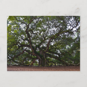 Carte Postale Angel Oak, John's Island, Caroline du Sud